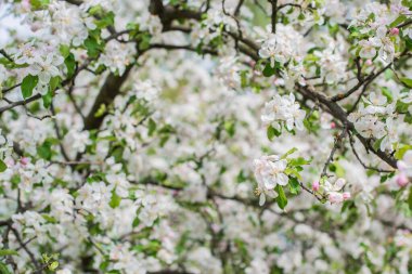 Elma bahçesi çiçeği. Flora ve bahçıvanlık kavramı. Güzel beyaz çiçekler