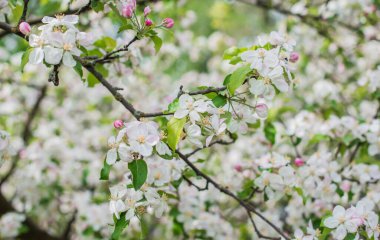 Elma bahçesi çiçeği. Flora ve bahçıvanlık kavramı. Güzel beyaz çiçekler