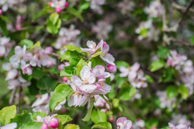 Elma bahçesi çiçeği. Flora ve bahçıvanlık kavramı. Güzel beyaz çiçekler