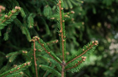 Flora ve bahçıvanlık kavramı. Çam ağacındaki genç kozalaklar. Her zaman yeşil ağaçlar