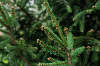 Flora ve bahçıvanlık kavramı. Çam ağacındaki genç kozalaklar. Her zaman yeşil ağaçlar