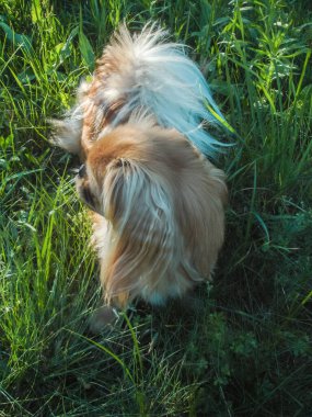 Küçük güzel kırmızı ışıklı köpek Pekin cinsi, amatör aile fotoğrafı.