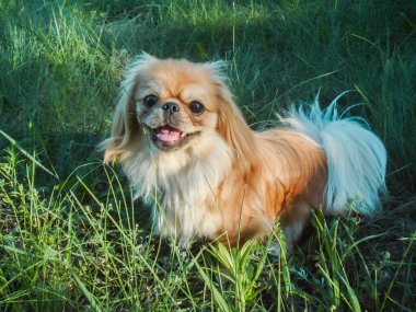 Küçük güzel kırmızı ışıklı köpek Pekin cinsi, amatör aile fotoğrafı.