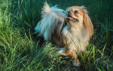 Küçük güzel kırmızı ışıklı köpek Pekin cinsi, amatör aile fotoğrafı.
