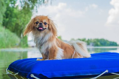 Doğada su yatağında küçük altın bir köpek. Evcil hayvan davranışı kavramı