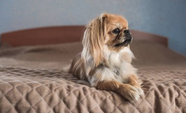 Evde sahibini bekleyen sevimli ve üzgün bir köpek. Doggo yaşam tarzı, evlat edinme kavramı