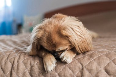 Evde sahibini bekleyen sevimli ve üzgün bir köpek. Doggo yaşam tarzı, evlat edinme kavramı