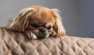 Evde sahibini bekleyen sevimli ve üzgün bir köpek. Doggo yaşam tarzı, evlat edinme kavramı
