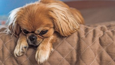 Evde sahibini bekleyen sevimli ve üzgün bir köpek. Doggo yaşam tarzı, evlat edinme kavramı