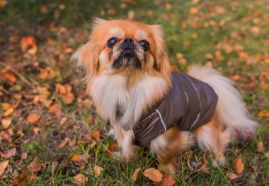 Sonbahar parkında yapraklarla oynayan sevimli ve komik genç Pekin köpeği. En iyi insan arkadaş. Güzel köpek güneş ışığı altında bahçede.