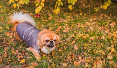 Sonbahar parkında yapraklarla oynayan sevimli ve komik genç Pekin köpeği. En iyi insan arkadaş. Güzel köpek güneş ışığı altında bahçede.