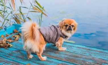 Sonbahar parkında yapraklarla oynayan sevimli ve komik genç Pekin köpeği. En iyi insan arkadaş. Güzel köpek güneş ışığı altında bahçede.