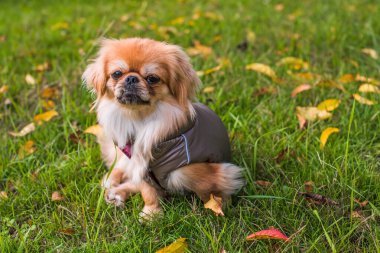 Sonbahar parkında yapraklarla oynayan sevimli ve komik genç Pekin köpeği. En iyi insan arkadaş. Güzel köpek güneş ışığı altında bahçede.