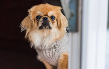 En iyi insan arkadaş. Gri kazaklı Pekin Köpeği. Noel zamanı, kış günü.