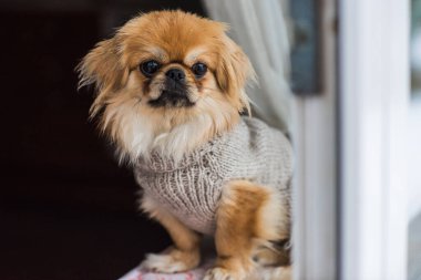 En iyi insan arkadaş. Gri kazaklı Pekin Köpeği. Noel zamanı, kış günü.