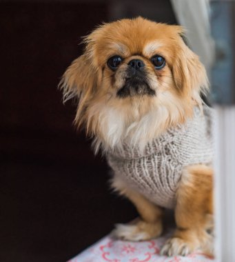 En iyi insan arkadaş. Gri kazaklı Pekin Köpeği. Noel zamanı, kış günü.