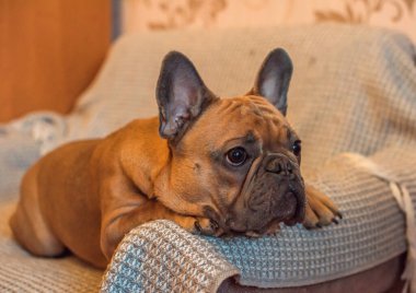 Şirin kahverengi - Gri Fransız bulldog evde. Köpek en iyi dosttur, evcil hayvan yaşam tarzı kavramı.