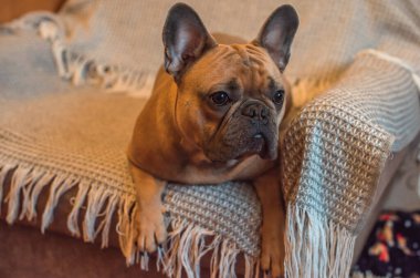 Şirin kahverengi - Gri Fransız bulldog evde. Köpek en iyi dosttur, evcil hayvan yaşam tarzı kavramı.