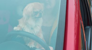 Küçük köpeği olan bir kadın araba kullanıyor. Sosyal hayatta hayvan davranışları