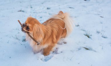 Parkta karda oynayan sevimli bir köpek. Kış zamanı. Doggo 'nun keyfi yerinde.