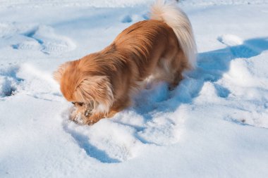 Parkta karda oynayan sevimli bir köpek. Kış zamanı. Doggo 'nun keyfi yerinde.