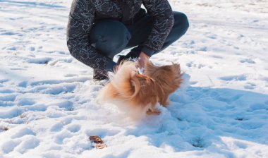 Parkta karda oynayan sevimli bir köpek. Kış zamanı. Doggo 'nun keyfi yerinde.