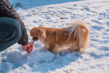 Parkta karda oynayan sevimli bir köpek. Kış zamanı. Doggo 'nun keyfi yerinde.