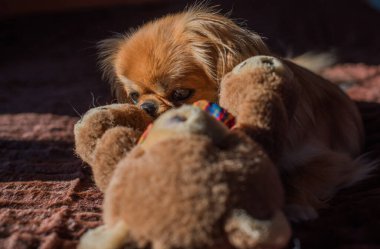 Depresyondaki köpek, evcil hayvan psikolojisi ve davranış konsepti 