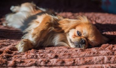 Depresyondaki köpek, evcil hayvan psikolojisi ve davranış konsepti 