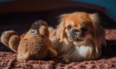 Depresyondaki köpek, evcil hayvan psikolojisi ve davranış konsepti 