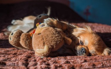 Depresyondaki köpek, evcil hayvan psikolojisi ve davranış konsepti 