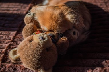 Depresyondaki köpek, evcil hayvan psikolojisi ve davranış konsepti 