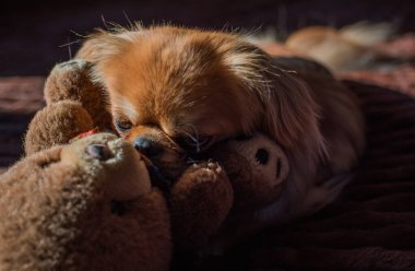 Depresyondaki köpek, evcil hayvan psikolojisi ve davranış konsepti 