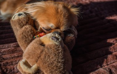 Depresyondaki köpek, evcil hayvan psikolojisi ve davranış konsepti 