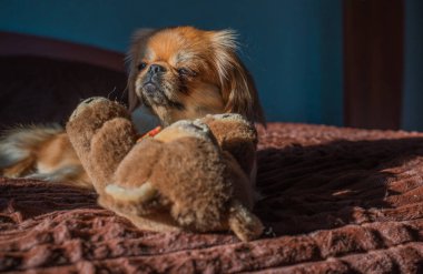 Depresyondaki köpek, evcil hayvan psikolojisi ve davranış konsepti 