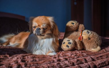Depresyondaki köpek, evcil hayvan psikolojisi ve davranış konsepti 