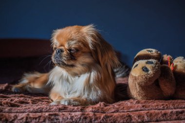 Depresyondaki köpek, evcil hayvan psikolojisi ve davranış konsepti 