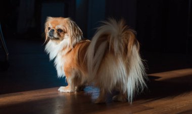 Depresyondaki köpek, evcil hayvan psikolojisi ve davranış konsepti 