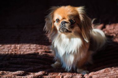 Depresyondaki köpek, evcil hayvan psikolojisi ve davranış konsepti 