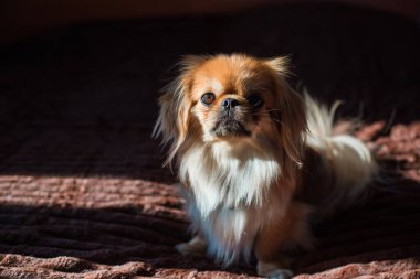 Depresyondaki köpek, evcil hayvan psikolojisi ve davranış konsepti 