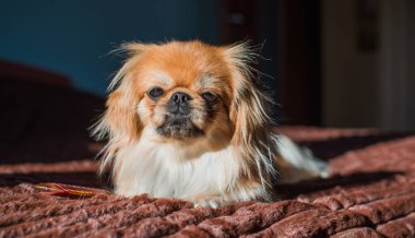 Depresyondaki köpek, evcil hayvan psikolojisi ve davranış konsepti 