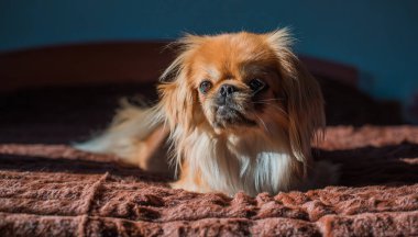 Depresyondaki köpek, evcil hayvan psikolojisi ve davranış konsepti 