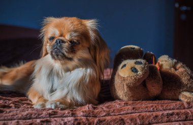 Tibet spanyel köpek cinsi, Asya açık kahverengi evcil hayvan rengi.
