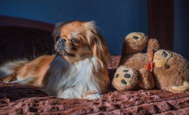 Tibet spanyel köpek cinsi, Asya açık kahverengi evcil hayvan rengi.