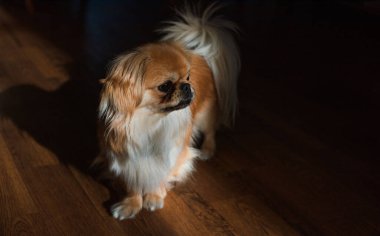 Tibet spanyel köpek cinsi, Asya açık kahverengi evcil hayvan rengi.