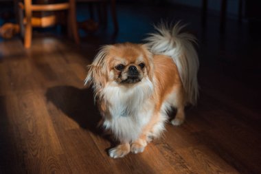 Tibet spanyel köpek cinsi, Asya açık kahverengi evcil hayvan rengi.