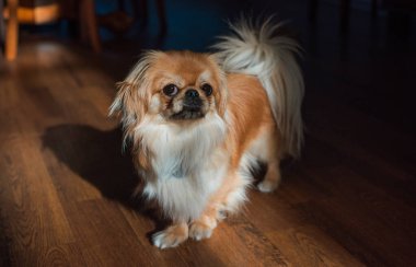 Tibet spanyel köpek cinsi, Asya açık kahverengi evcil hayvan rengi.