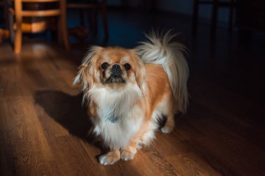 Tibet spanyel köpek cinsi, Asya açık kahverengi evcil hayvan rengi.