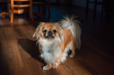 Tibet spanyel köpek cinsi, Asya açık kahverengi evcil hayvan rengi.