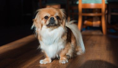 Tibet spanyel köpek cinsi, Asya açık kahverengi evcil hayvan rengi.